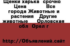 Щенки харька! срочно. › Цена ­ 5 000 - Все города Животные и растения » Другие животные   . Орловская обл.,Орел г.